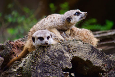 Close-up of meerkats on tree