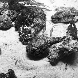 High angle view of rocks on beach