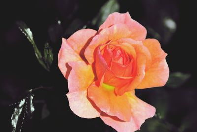 Close-up of pink rose