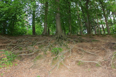 Trees in forest