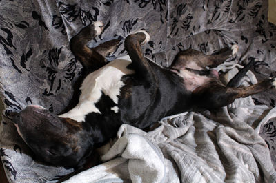 Black and bridle english bull terrier sleeping on a couch on his back 