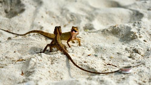 Close-up of lizard