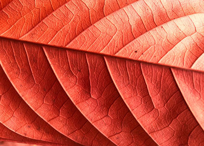 Full frame shot of red leaf