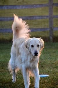 Dog on field