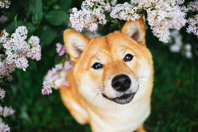 Close-up portrait of a dog