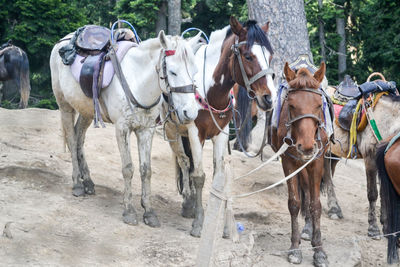 Horses in a row