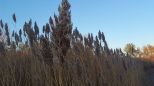 Plants growing on field against clear blue sky