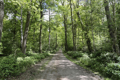 Empty road along trees in forest