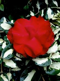 Close-up of red flower