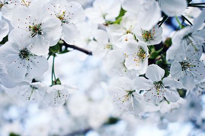 Close-up of cherry blossoms at park