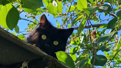 Low angle view of cat on tree