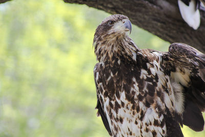 Close-up of a falcon