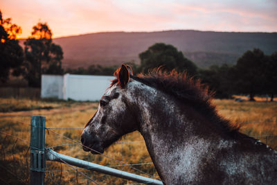 Horse on field during sunset