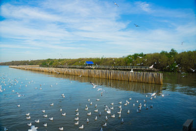 Swans swimming in lake against sky