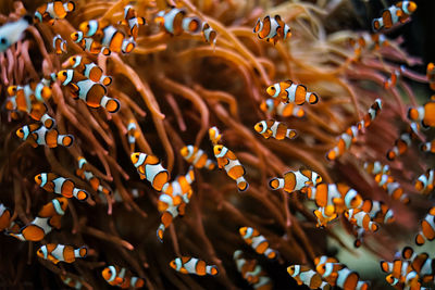 Clown anemonefish amphiprion ocellaris