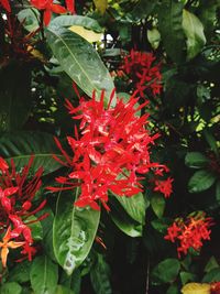 Close-up of red flowering plant