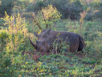 Surface view of sleeping black rhinoceros in south africa