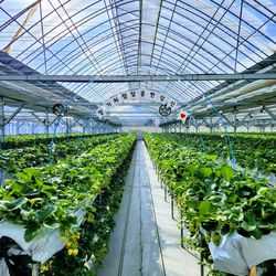 High angle view of plants in greenhouse