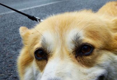 Close-up portrait of dog