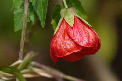 Close-up of red rose flower