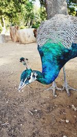 Close-up of a peacock