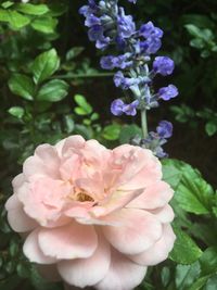 Close-up of pink flowers blooming outdoors