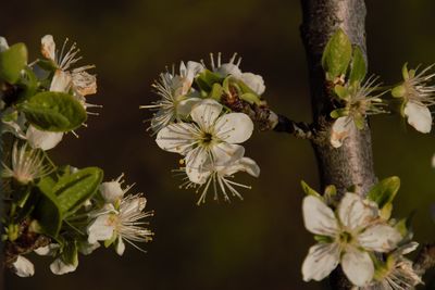 Close-up of white flowering plant