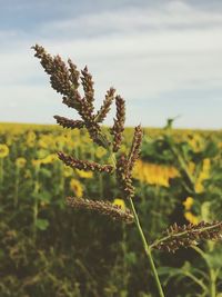 Close-up of crops on field against sky