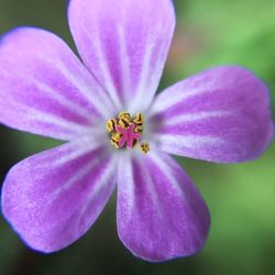 Close-up of pink flower