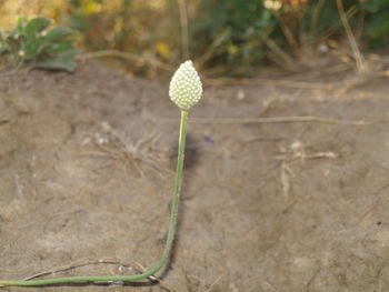 Close-up of plant growing outdoors