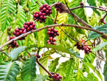 Low angle view of berries on tree