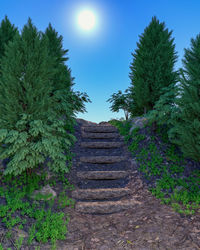 Low angle view of steps amidst trees against sky