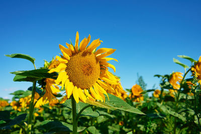 Sunflowers field at summer day