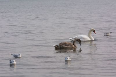 Swans swimming in lake