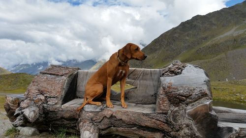 Dog on mountain against sky