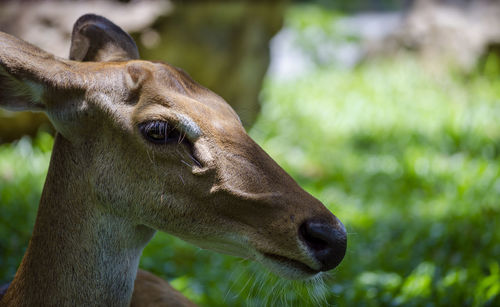 Closeup of roe deer head female brown pattern