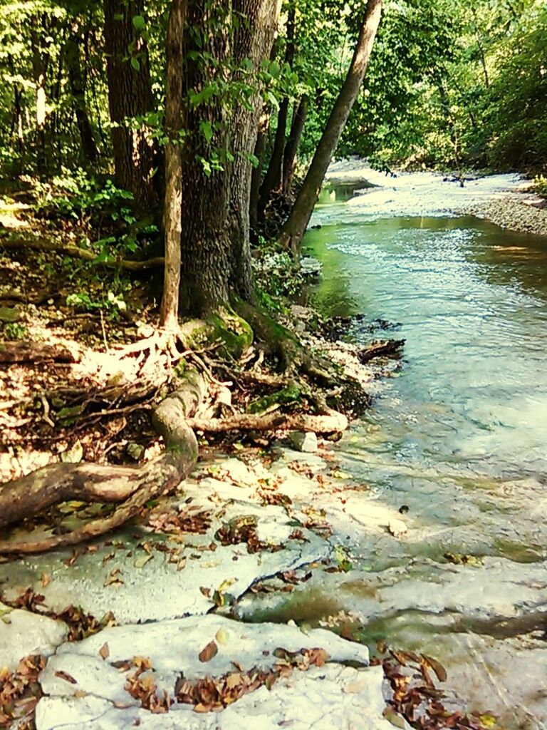 tree, water, forest, tranquility, tree trunk, nature, tranquil scene, beauty in nature, river, growth, stream, rock - object, scenics, branch, plant, day, outdoors, no people, sunlight, idyllic