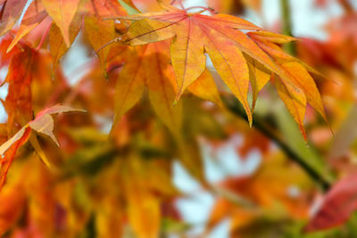 Close-up of maple leaves on plant