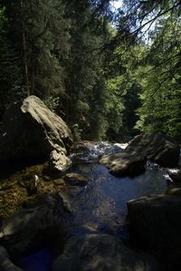 Stream flowing through rocks in forest