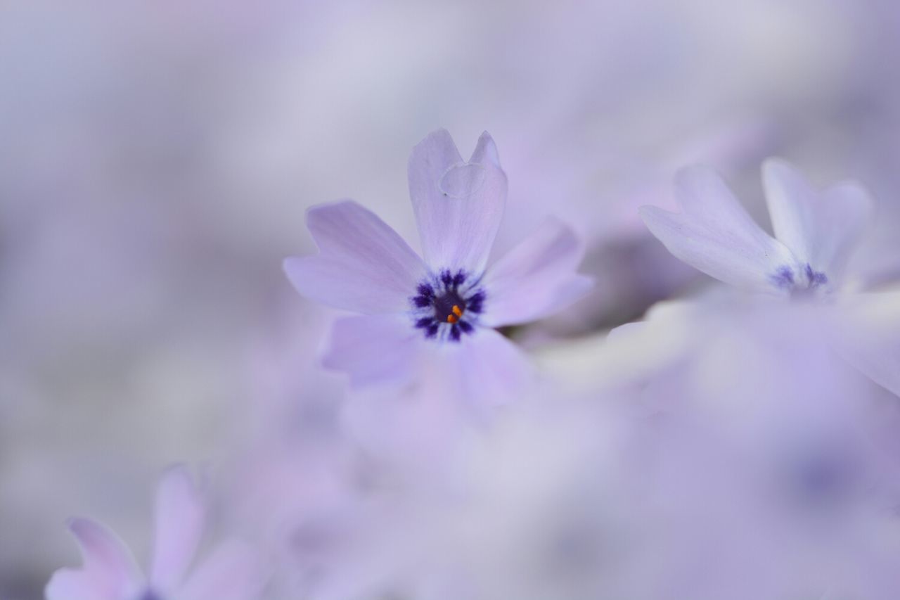 flower, petal, freshness, fragility, flower head, growth, beauty in nature, close-up, blooming, focus on foreground, nature, purple, selective focus, in bloom, pollen, plant, stamen, blossom, day, outdoors