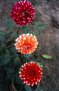 plant