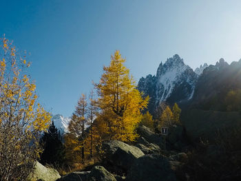 Autumn trees on mountain against clear sky