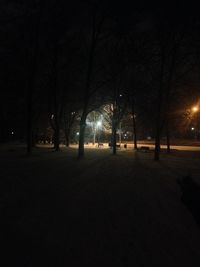 Bare trees at night