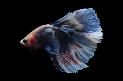 Close-up of bird flying over black background