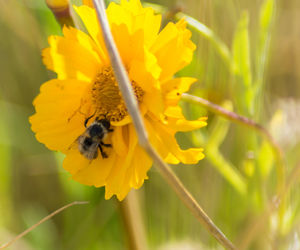 Close-up of bee pollinating on flower