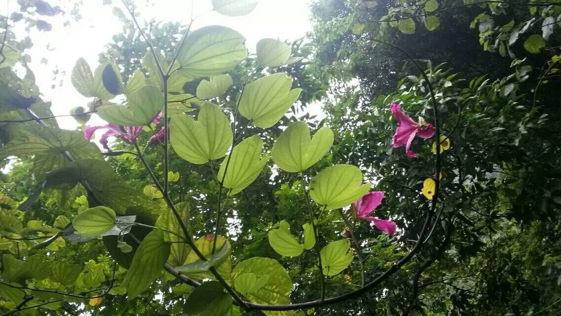 growth, leaf, flower, freshness, beauty in nature, plant, fragility, nature, green color, petal, low angle view, tree, pink color, blooming, sunlight, day, close-up, growing, in bloom, branch