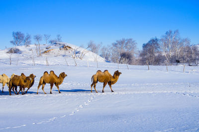 Camels walking on snow field against clear sky