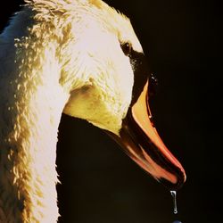 Close-up of swan in water