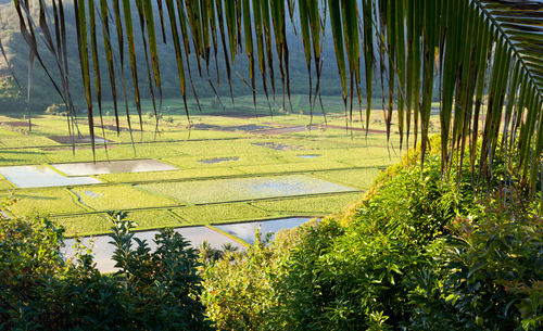 Scenic view of farm