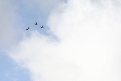 Low angle view of airplane flying in sky